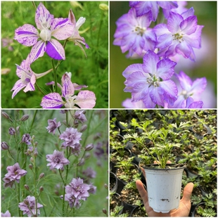 小花飞燕草辉夜姬千鸟飞燕苗迷雾熏衣紫冰霜天空高杆切花品种包邮