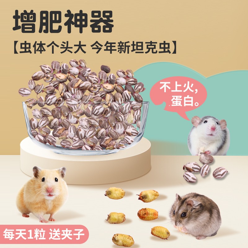 仓鼠金丝熊零食坦克虫