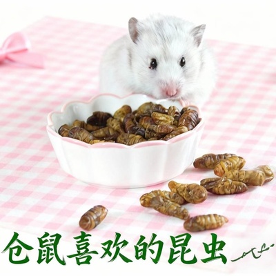 冻干蚕蛹仓鼠零食昆虫蛋白