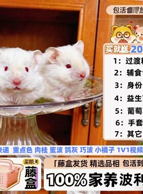 长毛金丝熊活物大体小宠稀有卷毛黑火波利家养重点色鸽灰肉桂仓鼠