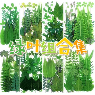 真树叶植物标本干花压花 DIY手工相框书签香薰蜡烛幼儿园材料21片