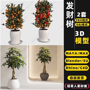 MAYA blender金桔树发财树盆栽Rhino犀牛SU C4D 3Dmax模型FBX OBJ