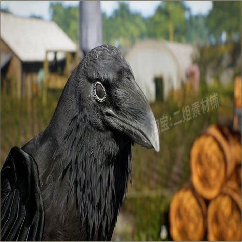 Animalia - Raven逼真写实乌鸦动画4K纹理贴图UE5鸟类模型3D素材