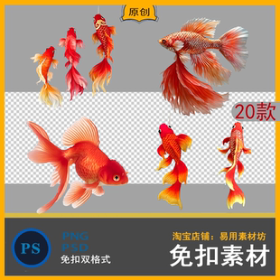 高清图片素材鱼类PNG免扣图PSd设计师后期素材海洋生物锦鲤美工