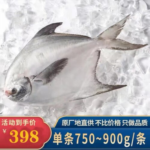 潮海堂南海海捕大白鲳鱼船上冷冻750-900g/条扁平鱼海鲜水产健康