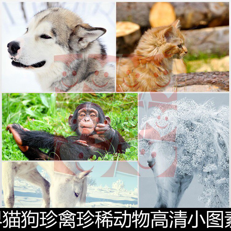uvr大自然界猫狗珍禽珍稀动物高清小图素材资料参考1360