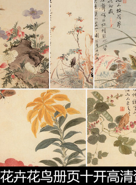 BBN清代王武花卉花鸟册页十开高清资料参考10 352MB TIF格式