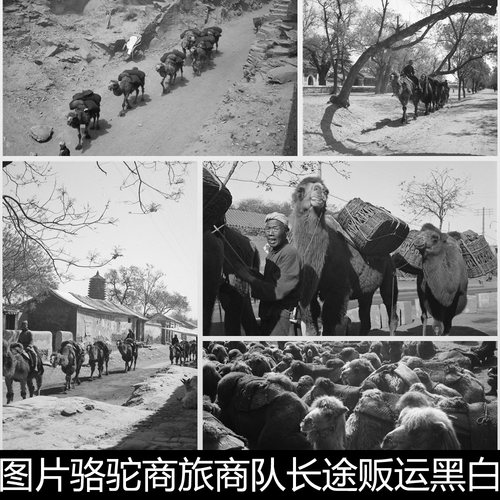 BON二十世纪老图片骆驼商旅商队长途贩运黑白摄影照片非高清素材