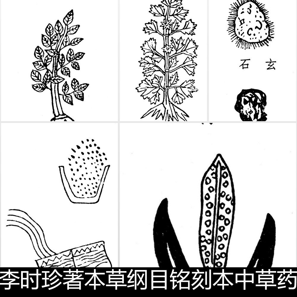 CGU古代李时珍本草纲目铭刻本中草药图片黑白非高清小图素材资料