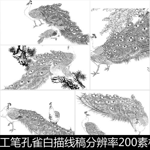 EHL中国传统工笔孔雀白描线稿分辨率200素材资料参考15 772MB