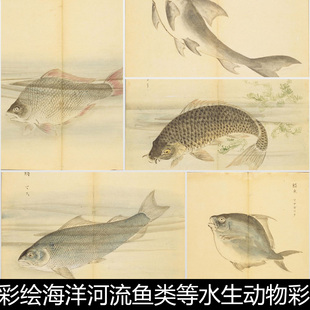 CRG中国古代彩绘海洋河流鱼类等水生动物彩图版 画插图非高清素材