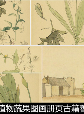 BYT雅致绿色植物蔬果图画册页古籍善本笺画背景底花非高清素材