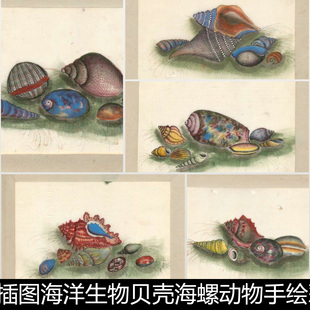 CDX清代古籍版 画插图海洋生物贝壳海螺动物手绘彩图非高清素材