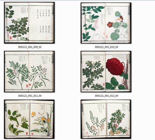 日本18世纪植物书画像花卉图谱本草通串证图非高素材137 22MB JPG格式