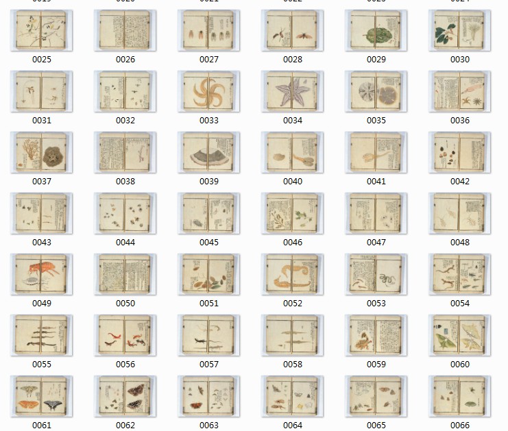 江户时代博物学家栗本丹洲之千虫谱素材资料参考 275 357MB JPG格式