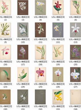 神采兰花复古版画插图手绘高清植物彩图素材系列之一 50 2.68GB