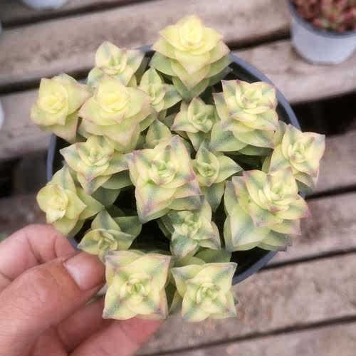 十字星多肉价格 十字星多肉图片 星期三