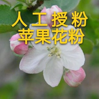 优质苹果树花粉纯粉秦冠粉红