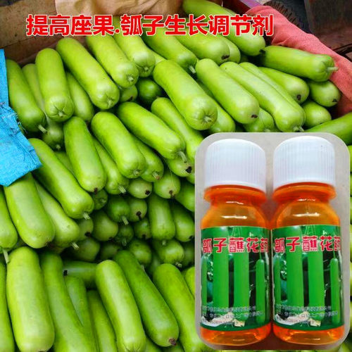 瓠子蒲瓜点花授粉药水免人工授粉