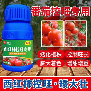 番茄西紅柿專用控旺藥防徒長瘋長旺長膨大膨果增甜圣女果葉面肥料