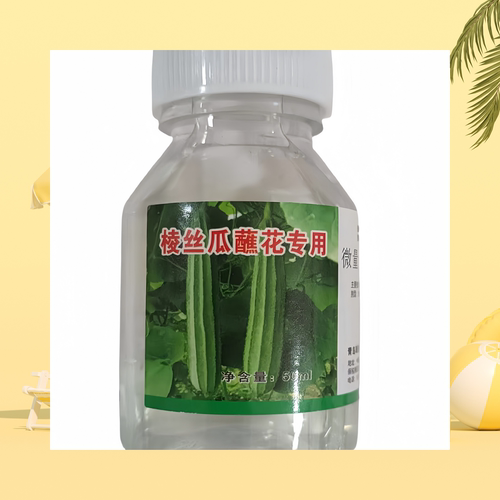 棱形八角丝瓜点花药蘸花授粉药水