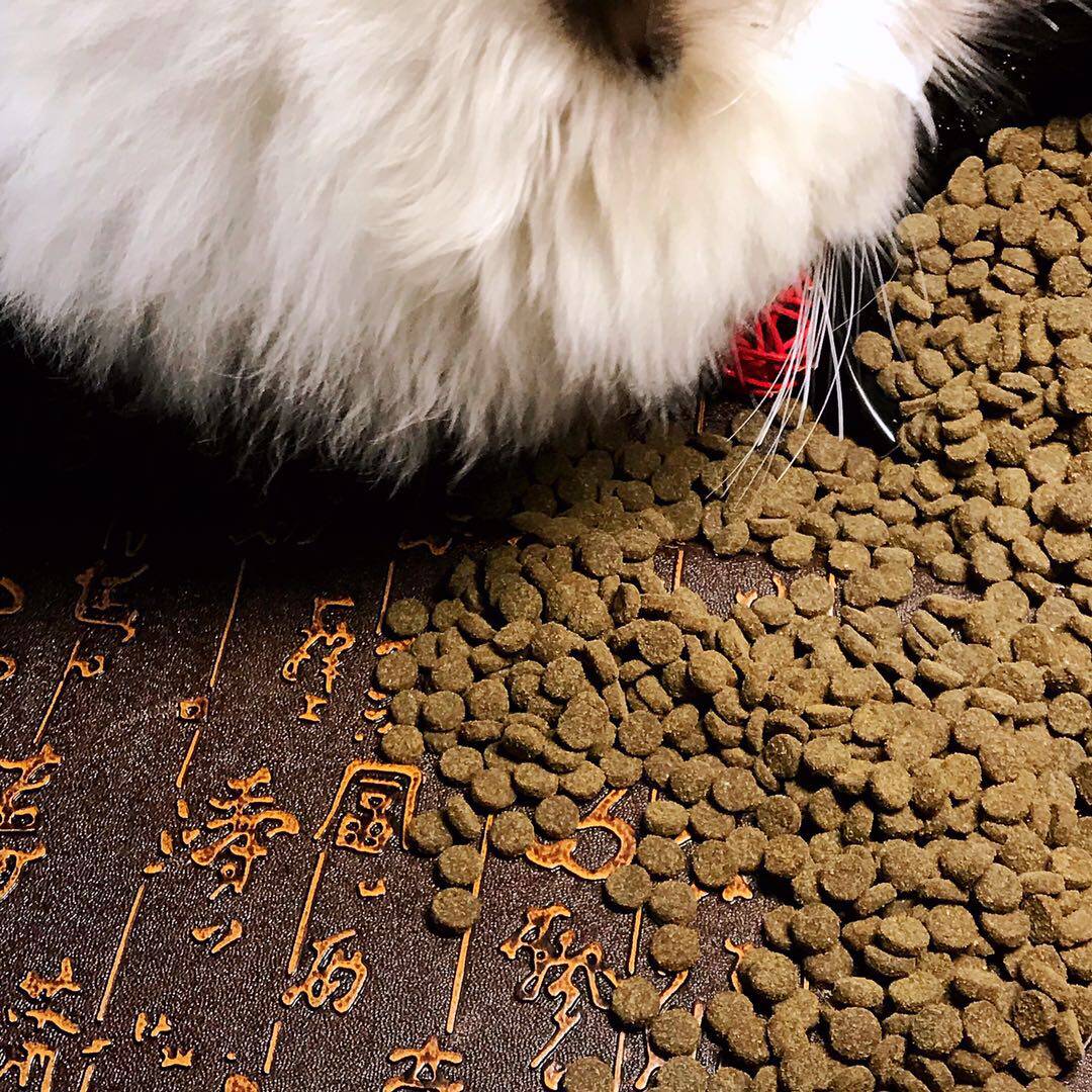 鸭肉三文鱼500g猫粮