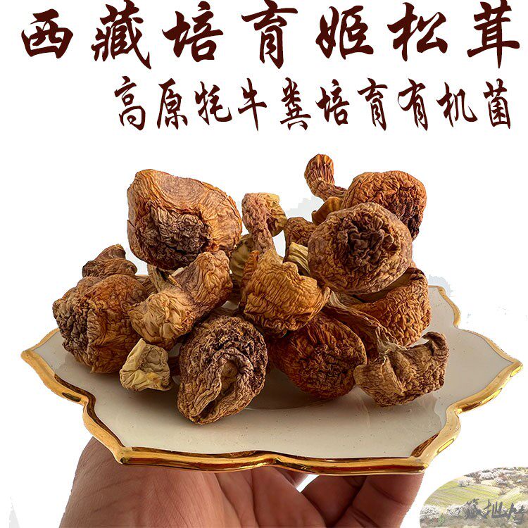 西藏牦牛粪培育的有机姬松茸