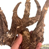 西藏直发250g售135元 林芝特有入药煲汤 藏当归 包邮 西藏野生当归