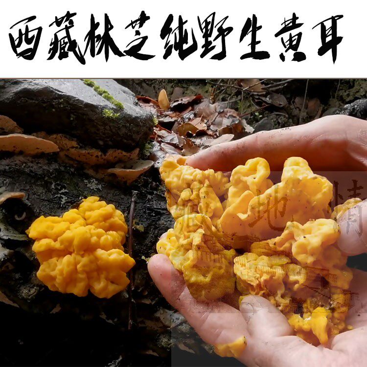 西藏直发100克包邮 西藏林芝纯野生干黄耳 金耳 口感粘度大林芝产