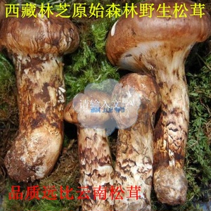 西藏林芝野生鲜松茸  挑选拍照确认再发货 顺丰冷链航空 鲜松茸