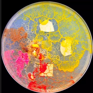 菌王争霸赛黏菌多头绒泡菌菌种菌核宠物小型好养活体粘菌