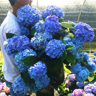 八仙花盆栽庭院阳台耐寒植物花卉盆栽无尽夏绣球花苗四季开花