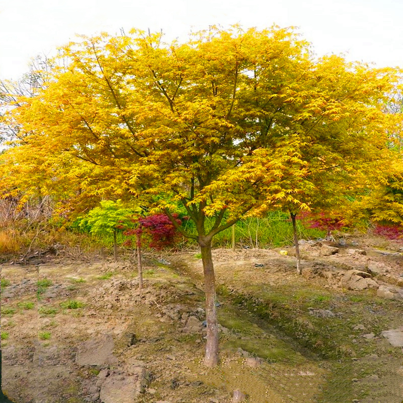 黄金枫树苗盆栽风景庭院