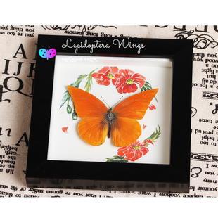 【包邮特价】蜻蜓标本真蝴蝶标本装饰画玄幻挂画摆件学生科普礼物