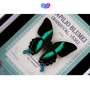 鳞翅秘境 爱神凤蝶手作真蝴蝶标本装饰画高级感精美收藏生日礼物