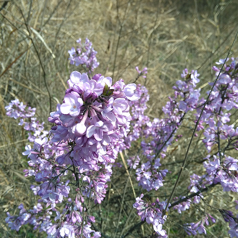 新鲜野生黄大戟蜀桑芫花根头痛花树根闷头花金腰带铁牛皮干芫花