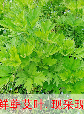 新鲜野生现采艾叶艾草艾蒿青团粑粑清明果天然蕲艾叶泡脚艾灸包邮