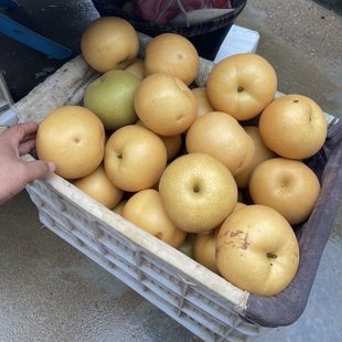 5斤4到9颗大果85 不影响口感正宗莱阳秋月梨4.5斤 120 瑕疵果