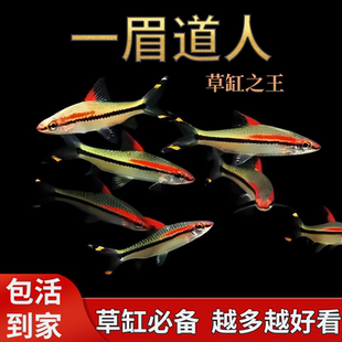 一眉道人热带活体观赏鱼苗群游草缸淡水新手混养灯科好养中小型鱼