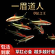 一眉道人热带活体观赏鱼苗群游草缸淡水新手混养灯科好养中小型鱼