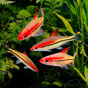 一眉道人热带活体观赏鱼苗群游草缸淡水新手混养灯科好养中小型鱼