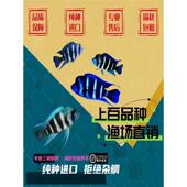 萨伊蓝六间布隆迪六间鱼伊巴卡六间鱼曼波蓝六间三湖慈鲷活体进口