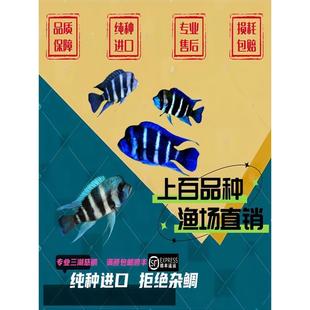 萨伊蓝六间布隆迪六间鱼伊巴卡六间鱼曼波蓝六间三湖慈鲷活体进口