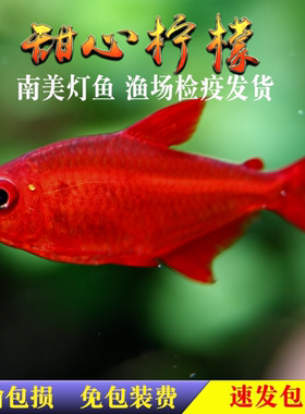 甜心柠檬灯鱼巴西南美灯鱼超级甜心柠檬热带观赏水草缸群游活体