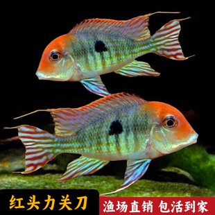 红头力关刀食土鲷热带淡水鱼活体观赏鱼包损
