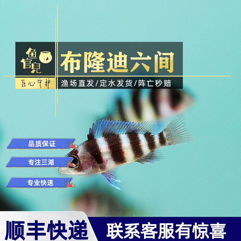 三湖慈鲷鱼观赏鱼布隆迪六间萨伊蓝六间热带淡水鱼好养耐活