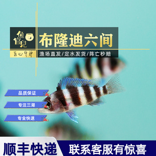 三湖慈鲷鱼观赏鱼布隆迪六间萨伊蓝六间热带淡水鱼好养耐活