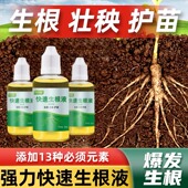 贝可施发财树快速生根液粉剂移栽扦插生根水营养液植物通用壮苗