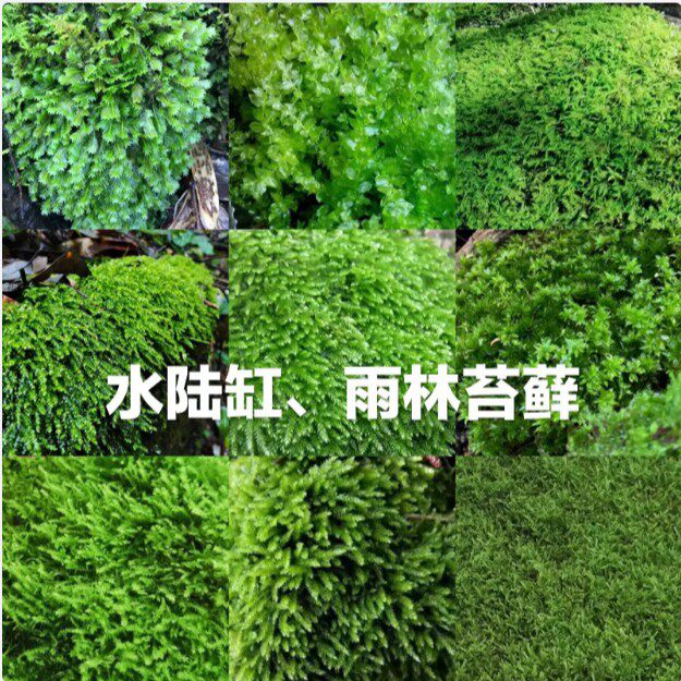 新鲜苔藓青苔小灰藓短绒藓青藓水陆缸雨林缸假山石上水石溪水植物