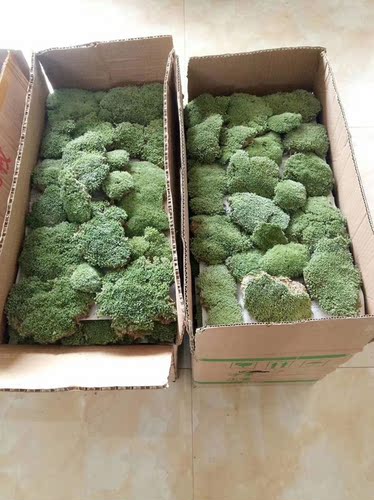 鲜活苔藓青苔 朵朵藓白发藓大灰藓小灰藓一平方米 微景观水陆缸